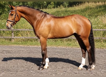 KWPN, Wallach, 12 Jahre, 165 cm, Brauner