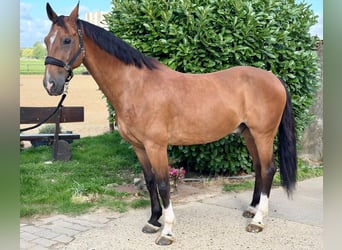 KWPN, Wallach, 12 Jahre, 165 cm, Brauner