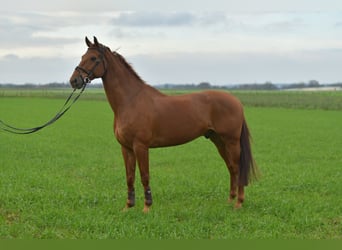 KWPN, Wallach, 12 Jahre, 165 cm