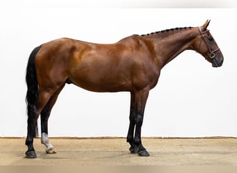 KWPN, Wallach, 12 Jahre, 166 cm, Brauner