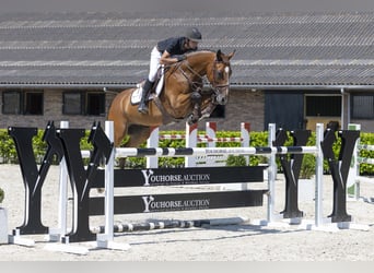 KWPN, Wallach, 12 Jahre, 166 cm, Brauner