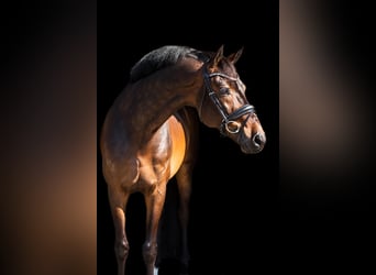 KWPN, Wallach, 12 Jahre, 168 cm, Brauner