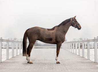 KWPN, Wallach, 12 Jahre, 168 cm, Fuchs
