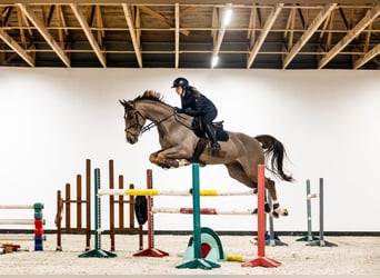 KWPN, Wallach, 12 Jahre, 168 cm, Fuchs