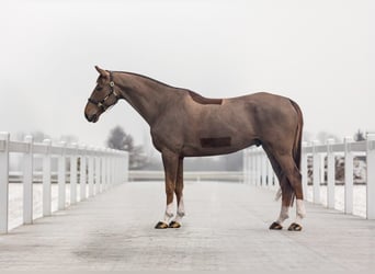 KWPN, Wallach, 12 Jahre, 168 cm, Fuchs