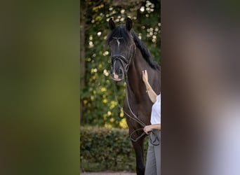 KWPN, Wallach, 12 Jahre, 168 cm, Rappe