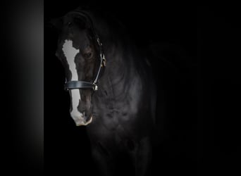 KWPN, Wallach, 12 Jahre, 168 cm, Rappe