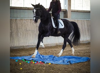 KWPN, Wallach, 12 Jahre, 168 cm, Rappe