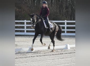 KWPN, Wallach, 12 Jahre, 168 cm, Rappe