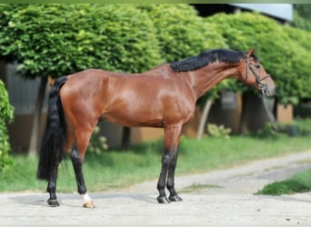 KWPN, Wallach, 12 Jahre, 170 cm, Brauner