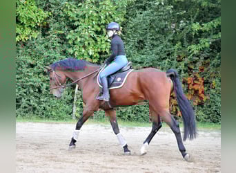 KWPN, Wallach, 12 Jahre, 170 cm, Brauner