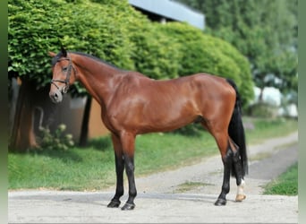 KWPN, Wallach, 12 Jahre, 170 cm, Brauner