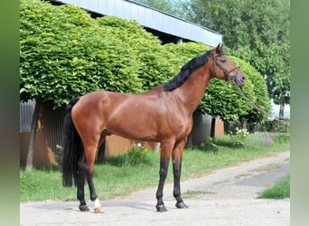 KWPN, Wallach, 12 Jahre, 170 cm, Brauner