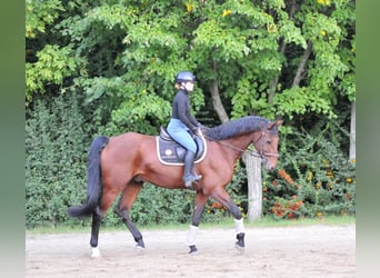KWPN, Wallach, 12 Jahre, 170 cm, Brauner