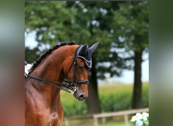 KWPN, Wallach, 12 Jahre, 170 cm, Dunkelbrauner