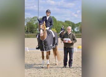KWPN, Wallach, 12 Jahre, 170 cm, Fuchs