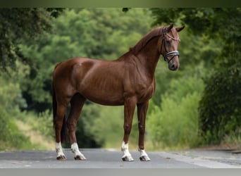 KWPN, Wallach, 12 Jahre, 170 cm, Fuchs