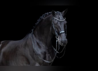 KWPN, Wallach, 12 Jahre, 170 cm, Rappe