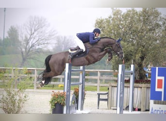 KWPN, Wallach, 12 Jahre, 170 cm, Rappe