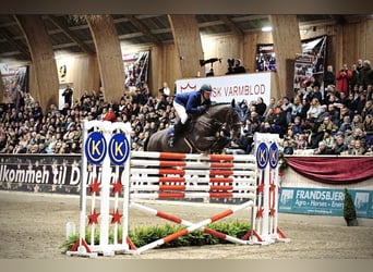 KWPN, Wallach, 12 Jahre, 170 cm, Rappe