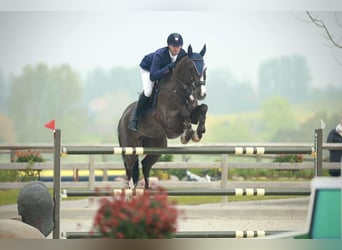 KWPN, Wallach, 12 Jahre, 170 cm, Rappe