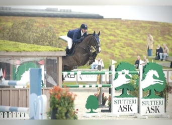 KWPN, Wallach, 12 Jahre, 170 cm, Rappe