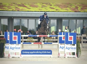 KWPN, Wallach, 12 Jahre, 170 cm, Rappe