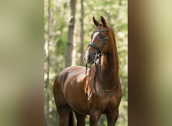 KWPN, Wallach, 12 Jahre, 172 cm, Dunkelfuchs
