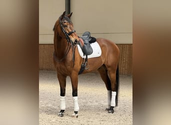 KWPN, Wallach, 12 Jahre, 173 cm, Brauner