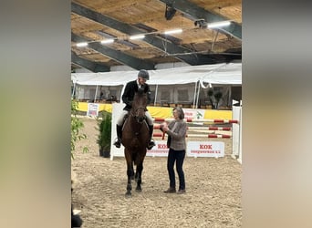 KWPN, Wallach, 12 Jahre, 173 cm, Brauner