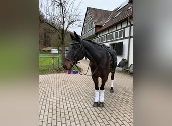 KWPN, Wallach, 12 Jahre, 173 cm, Schwarzbrauner