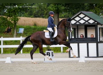 KWPN, Wallach, 12 Jahre, 174 cm, Rappe