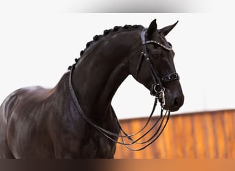 KWPN, Wallach, 12 Jahre, 174 cm, Rappe