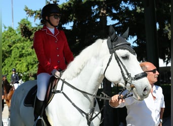 KWPN, Wallach, 12 Jahre, 174 cm, Schimmel