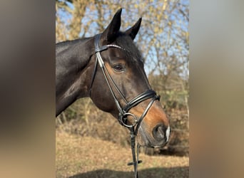 KWPN, Wallach, 12 Jahre, 174 cm, Schwarzbrauner