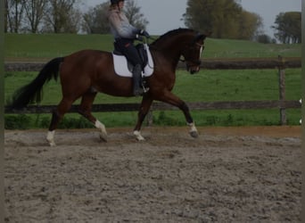 KWPN, Wallach, 12 Jahre, 175 cm, Brauner