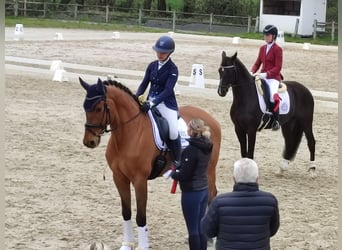 KWPN, Wallach, 12 Jahre, 175 cm, Brauner