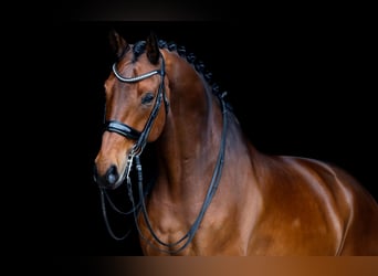 KWPN, Wallach, 12 Jahre, 175 cm, Brauner
