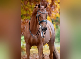 KWPN, Wallach, 12 Jahre, 175 cm, Fuchs KWPN, Wallach, 12 Jahre, 175 cm, Fuchs