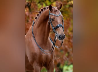 KWPN, Wallach, 12 Jahre, 175 cm, Fuchs KWPN, Wallach, 12 Jahre, 175 cm, Fuchs