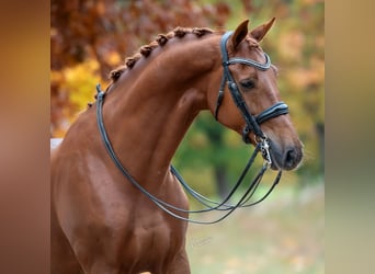 KWPN, Wallach, 12 Jahre, 175 cm, Fuchs KWPN, Wallach, 12 Jahre, 175 cm, Fuchs