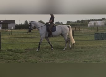 KWPN, Wallach, 12 Jahre, 175 cm, Schimmel