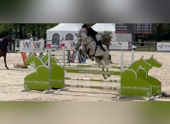 KWPN, Wallach, 12 Jahre, 175 cm, Schimmel