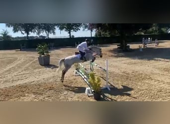 KWPN, Wallach, 12 Jahre, 175 cm, Schimmel