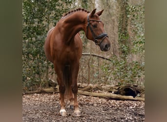 KWPN, Wallach, 12 Jahre, 177 cm, Dunkelfuchs