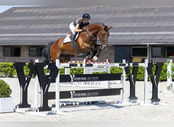 KWPN, Wallach, 12 Jahre, 178 cm, Brauner