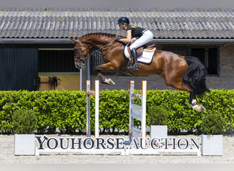 KWPN, Wallach, 12 Jahre, 178 cm, Brauner
