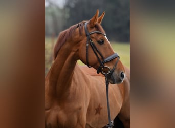 KWPN, Wallach, 12 Jahre, 179 cm, Fuchs