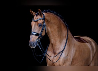 KWPN, Wallach, 12 Jahre, Dunkelfuchs