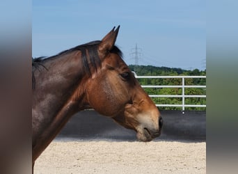 KWPN, Wallach, 12 Jahre
